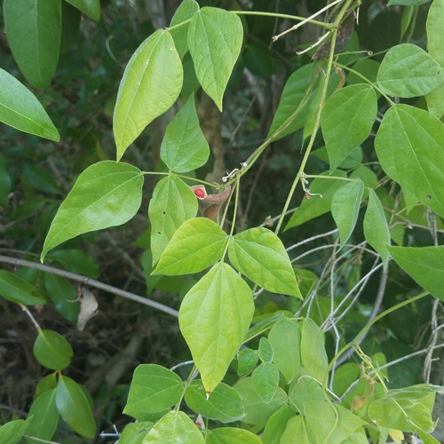 Rhynchosia (Snoutbeans) (alternate view 8)
