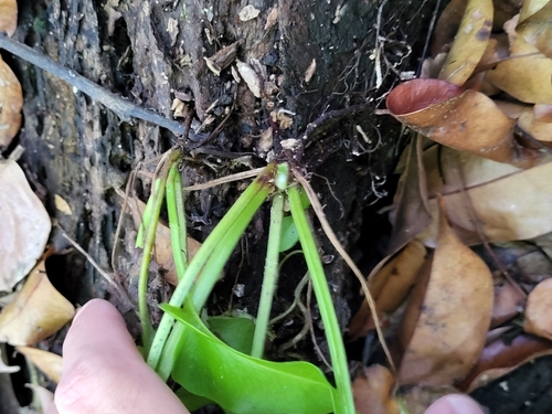 Acrostichum danaeifolium (Giant leather fern) (alternate view 6)