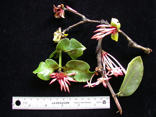 Ixora (ixoras) (alternate view 12)