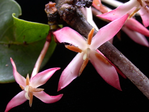 Ixora (ixoras) (alternate view 13)