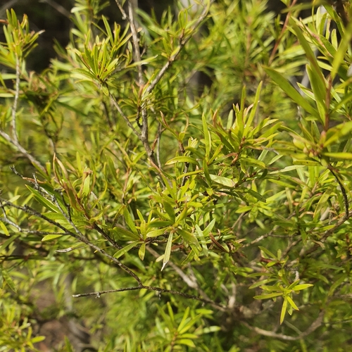 Kunzea leptospermoides (Yarra burgan)