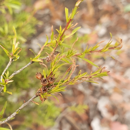 Kunzea leptospermoides (Yarra burgan) (alternate view 2)
