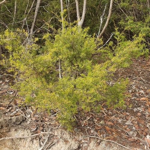 Kunzea leptospermoides (Yarra burgan) (alternate view 3)