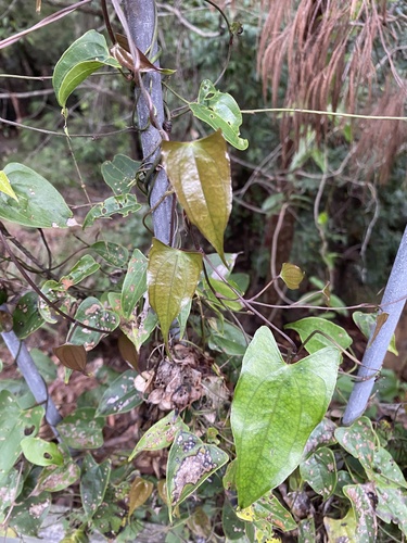 Dioscorea transversa (Common Yam Vine)