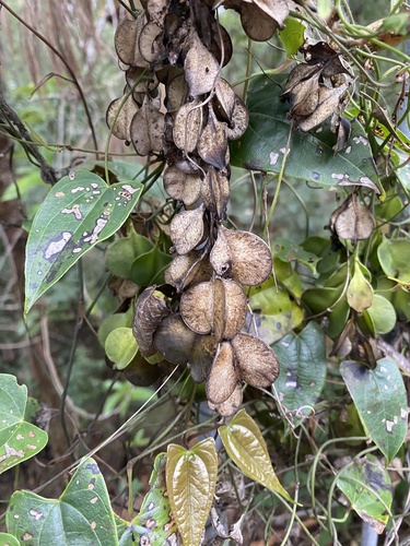 Dioscorea transversa (Common Yam Vine) (alternate view 2)