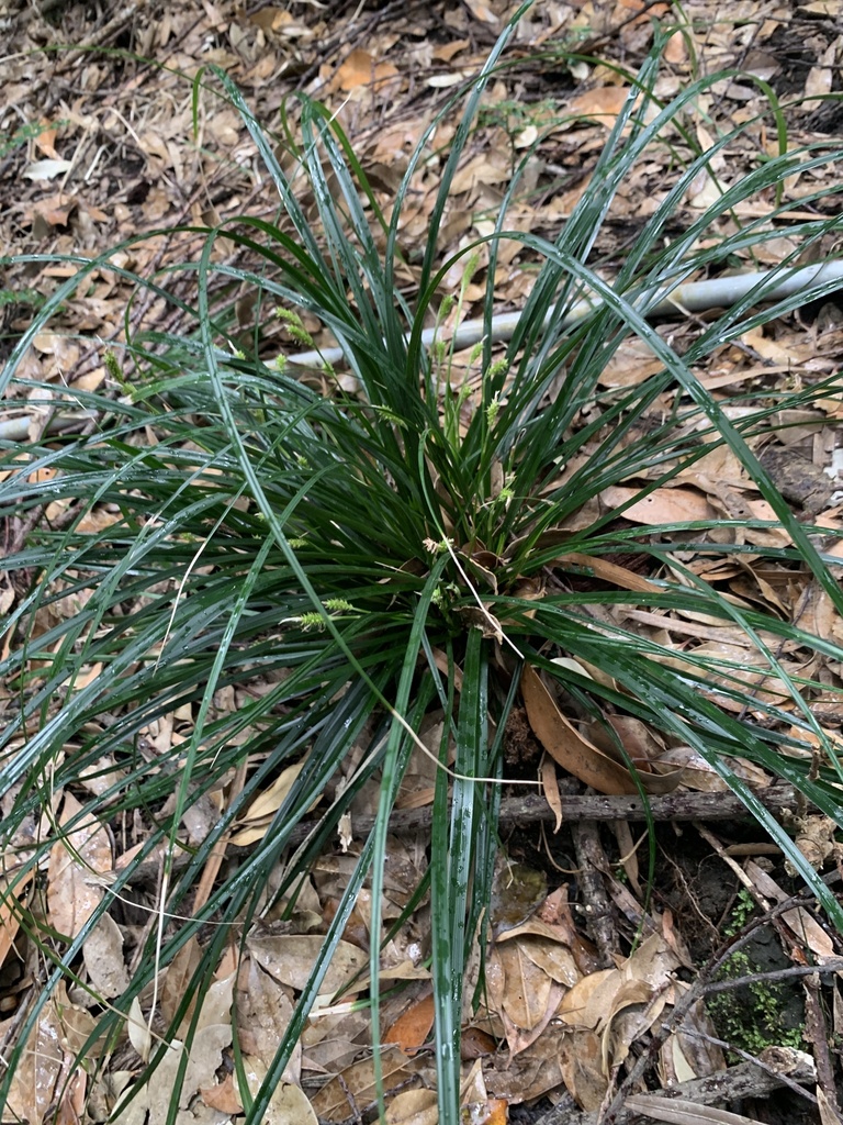 Carex oshimensis, Japanese sedge — clumping evergreen (Cyperaceae) (image 2 of 10)