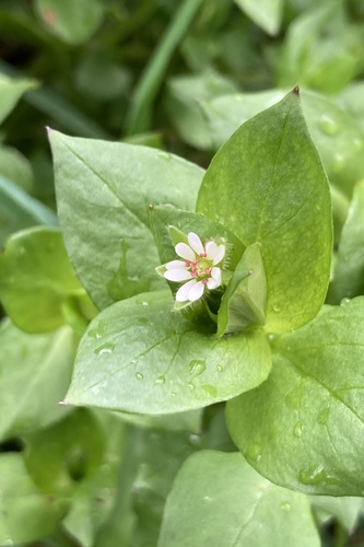 Stellaria (chickweeds)