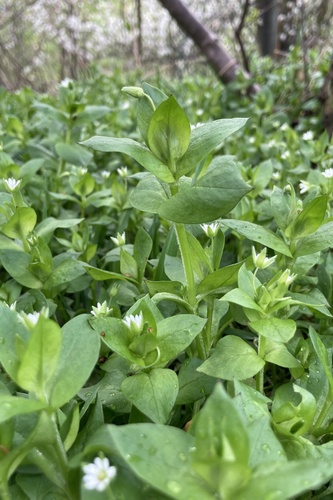 Stellaria (chickweeds) (alternate view 3)