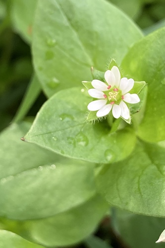 Stellaria (chickweeds) (alternate view 2)