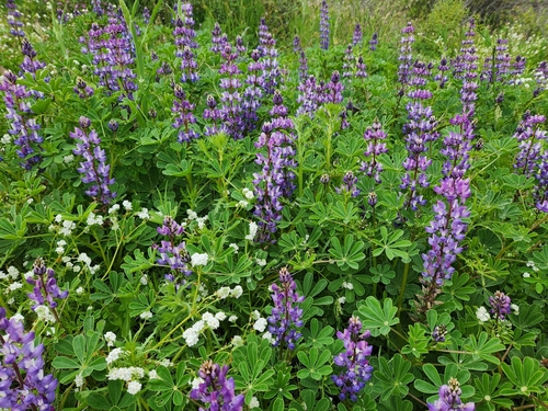 Lupinus succulentus (arroyo lupine) (alternate view 2)
