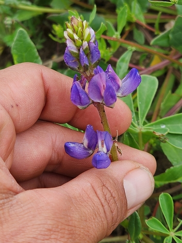 Lupinus succulentus (arroyo lupine) (alternate view 3)
