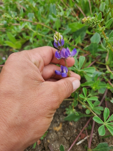 Lupinus succulentus (arroyo lupine) (alternate view 4)