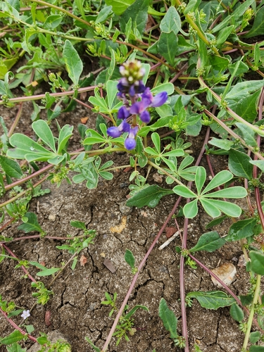 Lupinus succulentus (arroyo lupine) (alternate view 5)