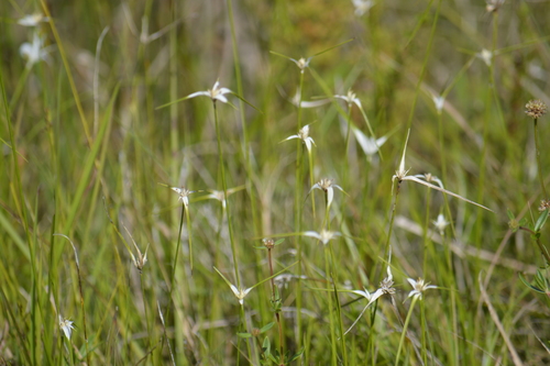 Rhynchospora colorata (White-Top Sedge)