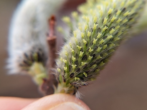 Salix discolor (White Pussy Willow)