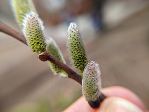 Salix discolor (White Pussy Willow)