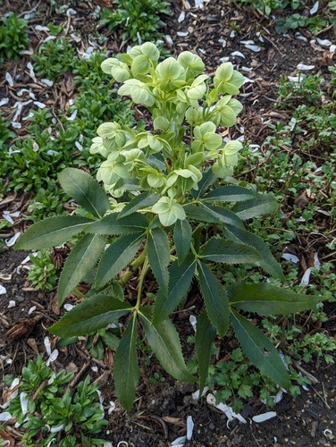 Helleborus argutifolius (Corsican hellebore) (alternate view 6)