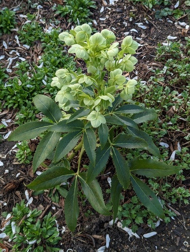 Helleborus argutifolius (Corsican hellebore) (alternate view 7)