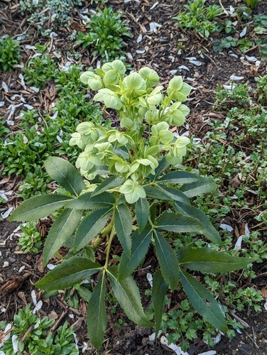 Helleborus argutifolius (Corsican hellebore) (alternate view 8)