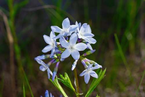 Amsonia ciliata (Fringed Bluestar)