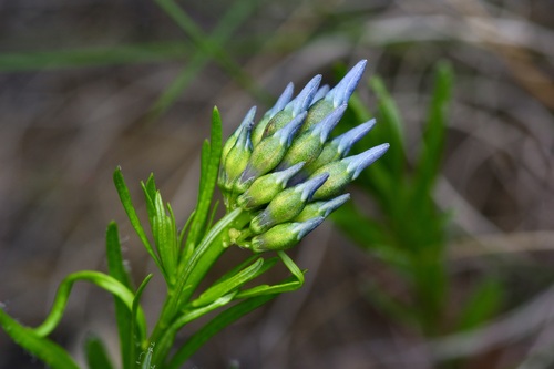 Amsonia ciliata (Fringed Bluestar) (alternate view 2)