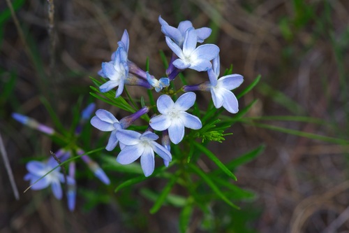 Amsonia ciliata (Fringed Bluestar) (alternate view 3)