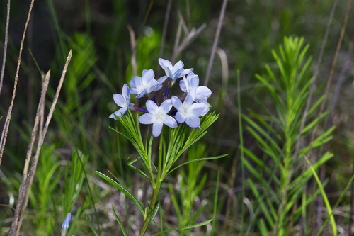 Amsonia ciliata (Fringed Bluestar) (alternate view 4)