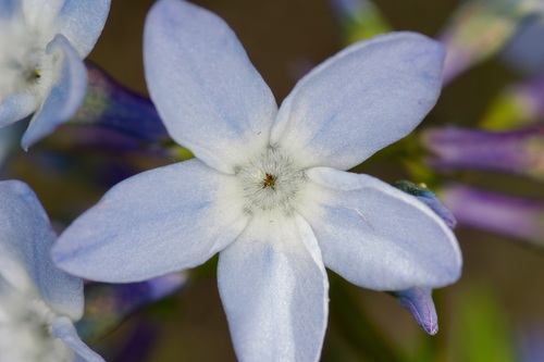 Amsonia ciliata (Fringed Bluestar) (alternate view 5)