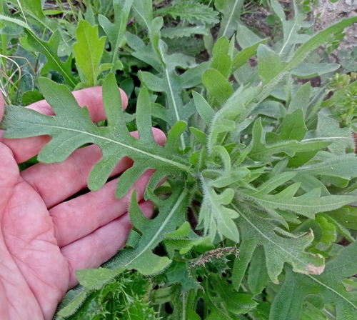 Engelmannia peristenia (Engelmann daisy) (alternate view 8)