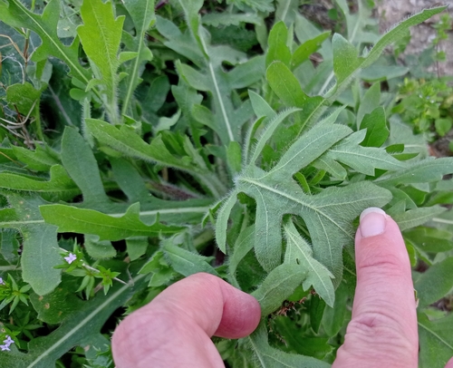 Engelmannia peristenia (Engelmann daisy) (alternate view 9)