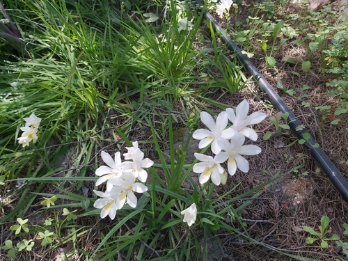 Freesia leichtlinii (Dune Kammetjie) (alternate view 4)