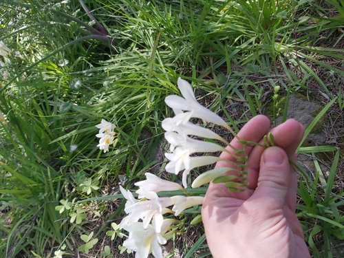 Freesia leichtlinii (Dune Kammetjie) (alternate view 5)
