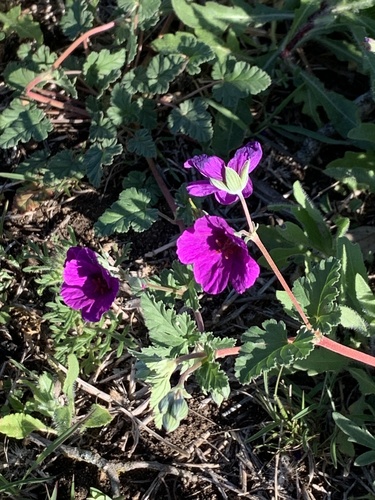 Erodium texanum (Texas stork's bill) (alternate view 2)
