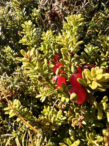 Podocarpus nivalis (Snow Totara)