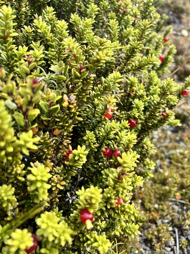 Podocarpus nivalis (Snow Totara) (alternate view 2)
