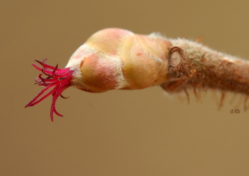 Corylus avellana (alternate view 6)