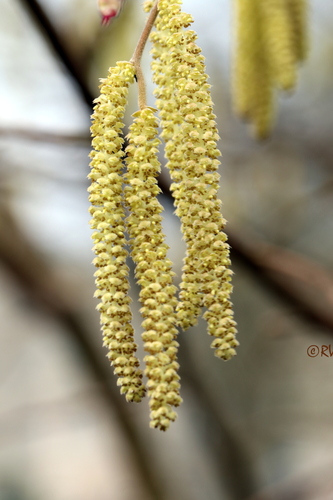 Corylus avellana (alternate view 7)