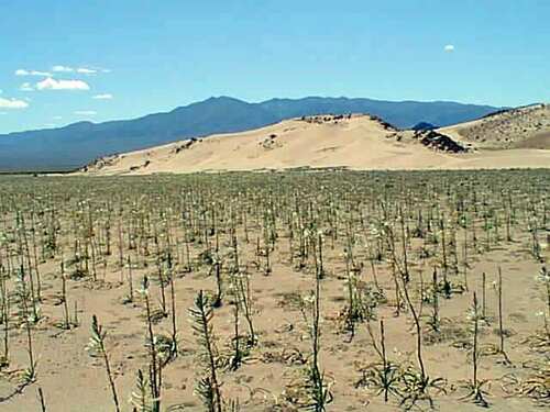 Hesperocallis undulata (desert lily) (alternate view 9)