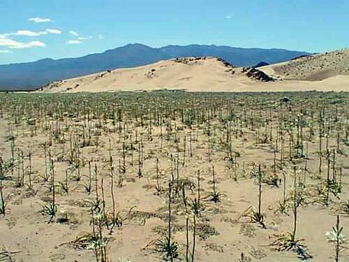 Hesperocallis undulata (desert lily) (alternate view 10)