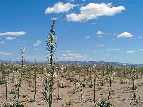 Hesperocallis undulata (desert lily) (alternate view 8)
