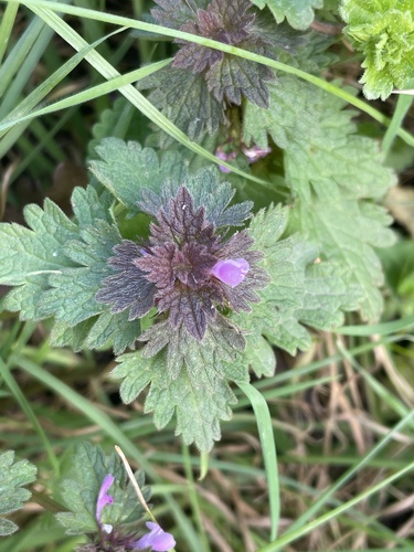 Lamium hybridum (cutleaf deadnettle)