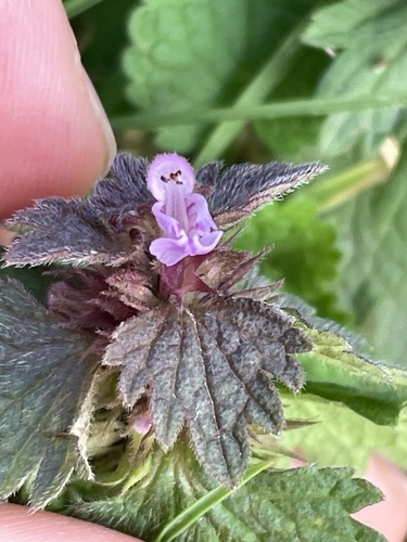Lamium hybridum (cutleaf deadnettle)