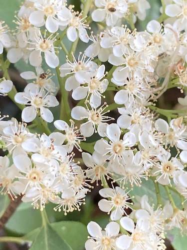 Photinia serratifolia (Chinese Photinia) (alternate view 3)