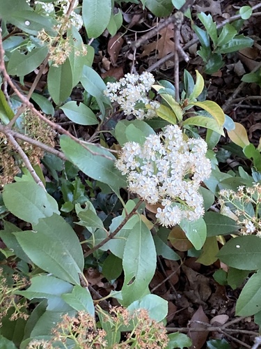 Photinia serratifolia (Chinese Photinia) (alternate view 2)