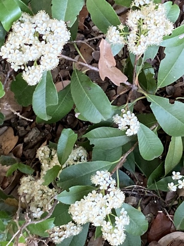 Photinia serratifolia (Chinese Photinia)