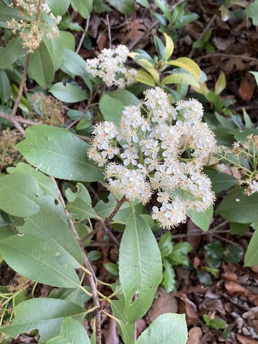 Photinia serratifolia (Chinese Photinia) (alternate view 4)