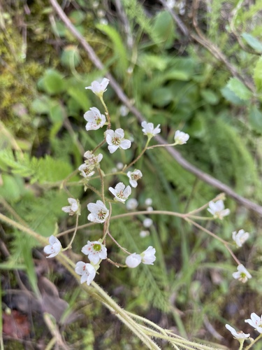 Micranthes californica (California Saxifrage)