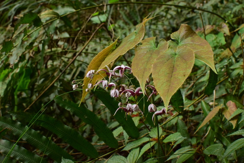 Epimedium acuminatum (Pointed-leaved Barrenwort) (alternate view 2)
