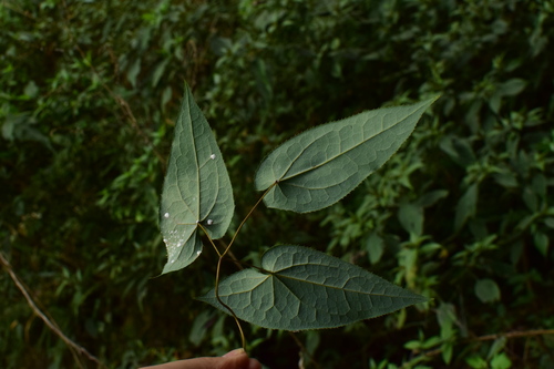 Epimedium acuminatum (Pointed-leaved Barrenwort) (alternate view 4)