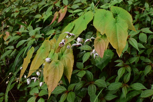 Epimedium acuminatum (Pointed-leaved Barrenwort) (alternate view 3)